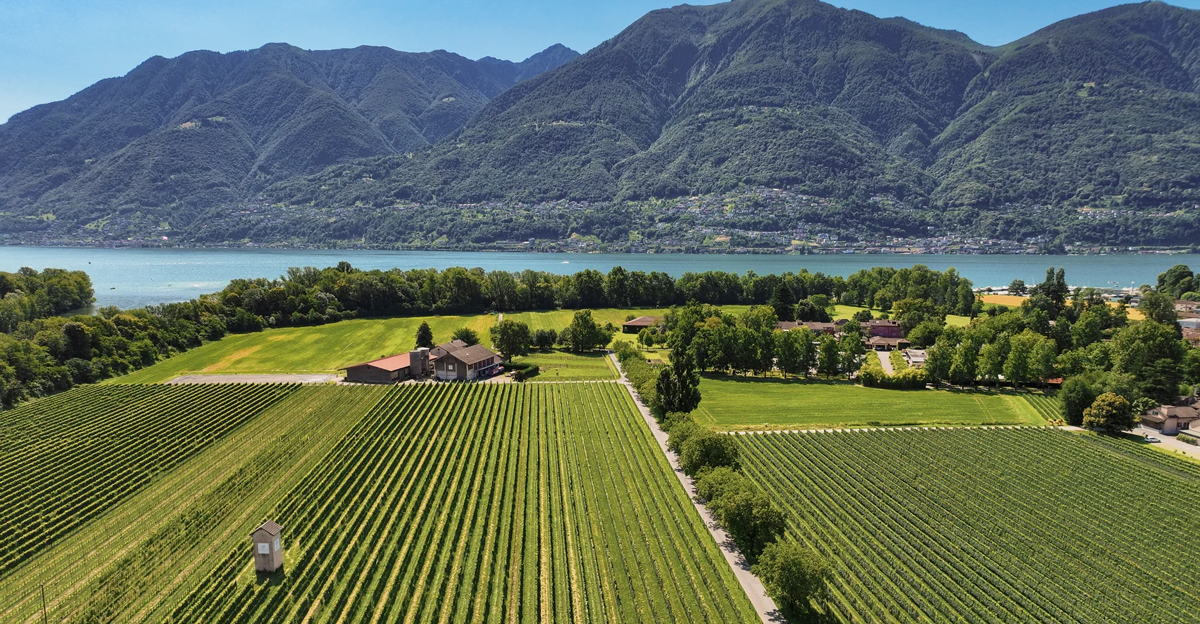 Zeige Produkte für Kategorie Cantina alla Maggia Bild für Kategorie Cantina alla Maggia