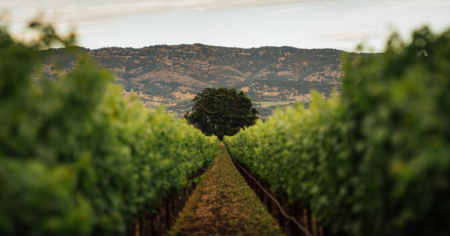 Bild für Kategorie Joseph Phelps Vineyards